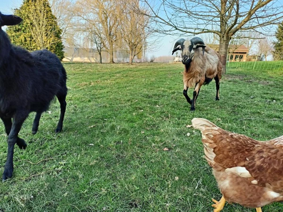 Les Chambres D'Hotes Du Vert Galant " L'Allee Des Champs" Verlinghem Zewnętrze zdjęcie